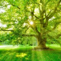 The Sun is shining through the green leaves of a mighty platanus