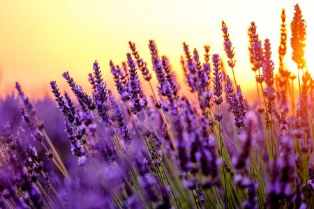 Blooming lavender in a field at sunset in Provence, France