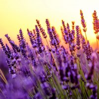 Blooming lavender in a field at sunset in Provence, France